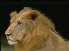 Captcha image 7744